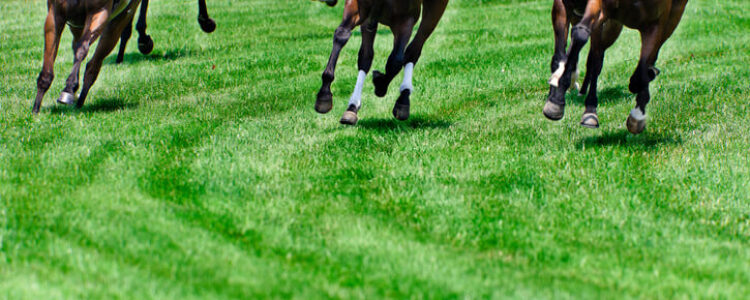 関屋記念（GIII)　総合指数表（前々日）