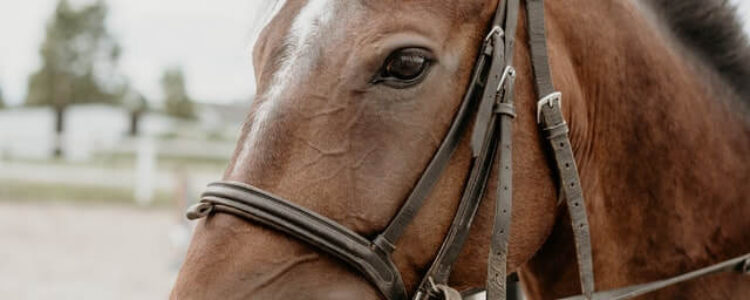 2022年6月4日（土）注目馬☆推薦馬＆参考買い目