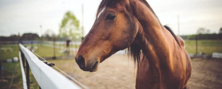 あけましておめでとうございます。