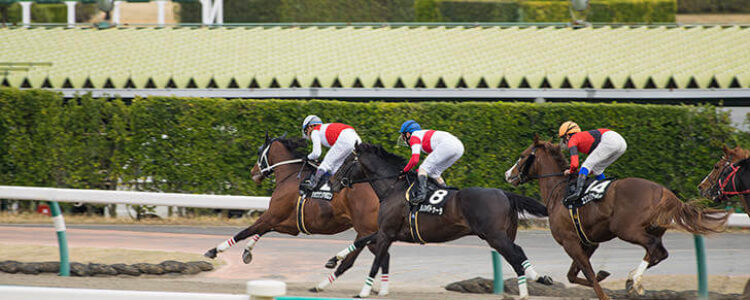 2023年11月5日(日)注目馬☆推薦馬&参考買い目 2023年11月5日(日)注目馬☆推薦馬&参考買い目