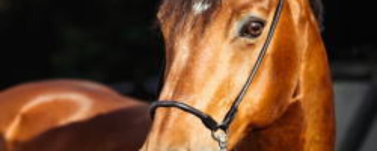 2022年12月4日(日)注目馬☆推薦馬&参考買い目 2022年12月4日(日)注目馬☆推薦馬&参考買い目