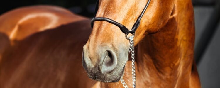 2022年5月8日（日）注目馬☆推薦馬＆参考買い目