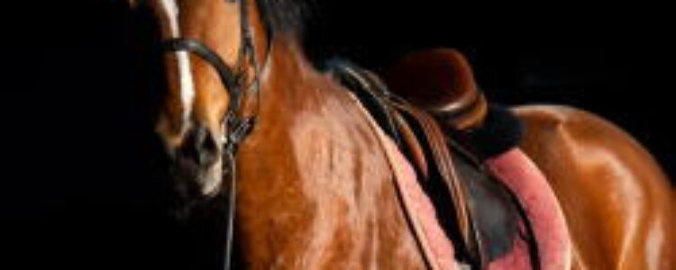 2024年2月3日(土)注目馬☆推薦馬&参考買い目 2024年2月3日(土)注目馬☆推薦馬&参考買い目