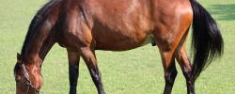 2023年9月3日(日)注目馬☆推薦馬&参考買い目 2023年9月3日(日)注目馬☆推薦馬&参考買い目