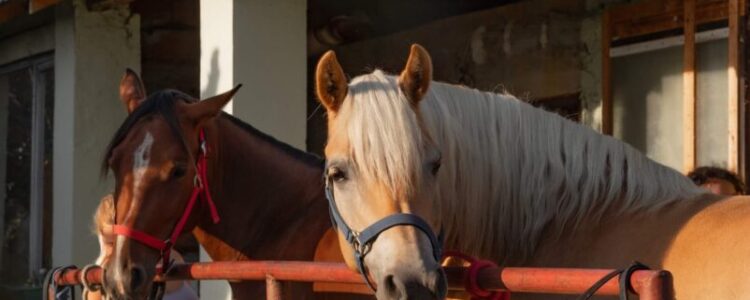 2023年7月2日（日）注目馬☆推薦馬＆参考買い目