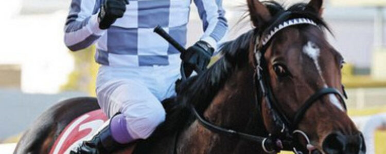 2023年11月4日(土)注目馬☆推薦馬&参考買い目 2023年11月4日(土)注目馬☆推薦馬&参考買い目